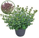 Bild von Vp Origanum P19 Deco Purple